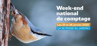oiseaux.jpg
